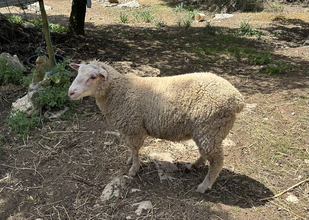 Borrego ILE de FRANCE