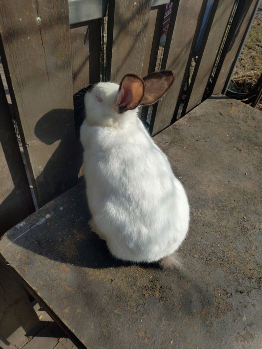 Кролики Самка Покрита