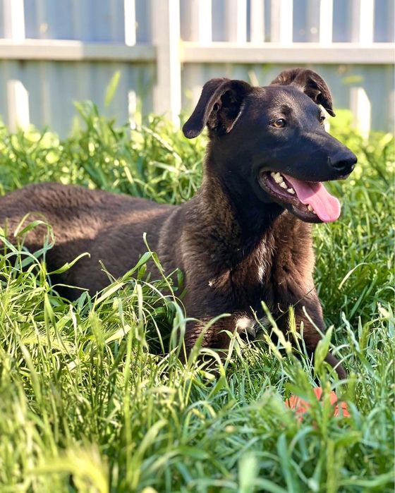 Цезарь —мальчик в хорошие руки