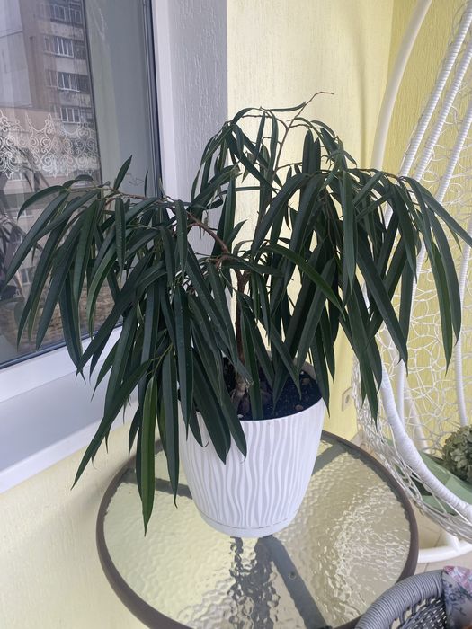 Фікус бінендейка, вазонок з горщиком 80 см