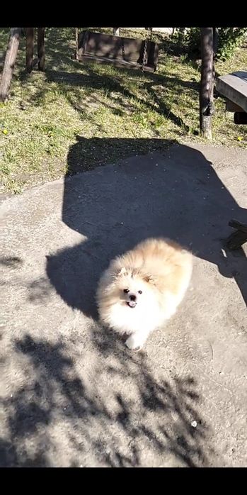 Померанський шпиц