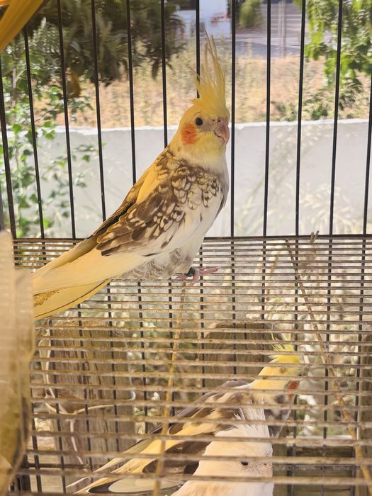 Caturra Macho