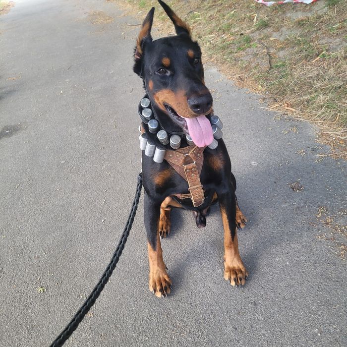 Продам нашийник з грузами