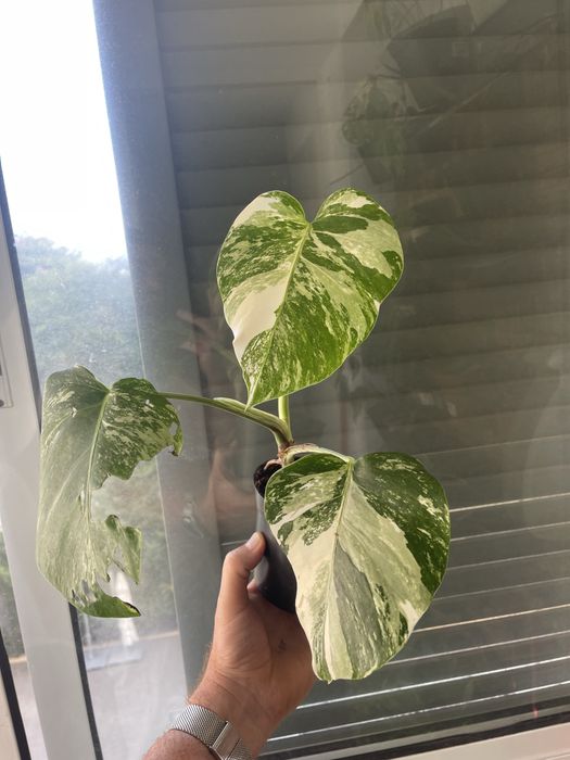 Planta Monstera variagata