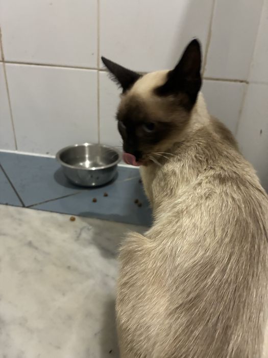 Gata bebé para adoção responsável