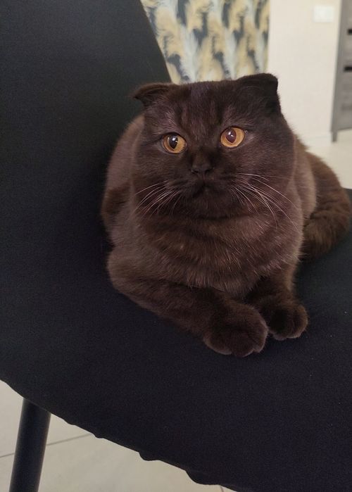 Шикарний котик британець( цинамон) чекає наречену( в'язка)