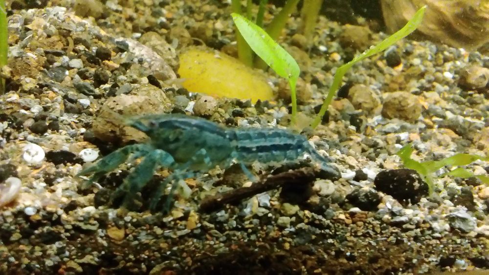 Texanus RACZKI /krewetki