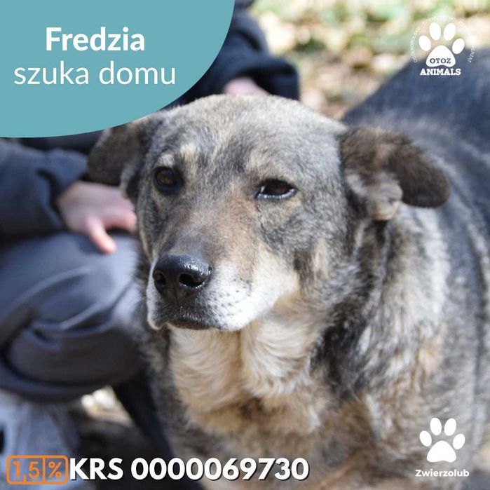 Kochana Fredzia czeka na dom