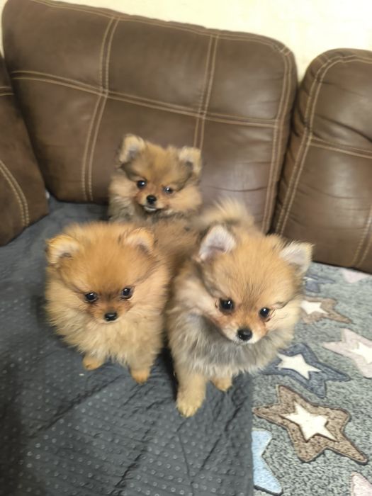 Красиві дівчатка шпіци