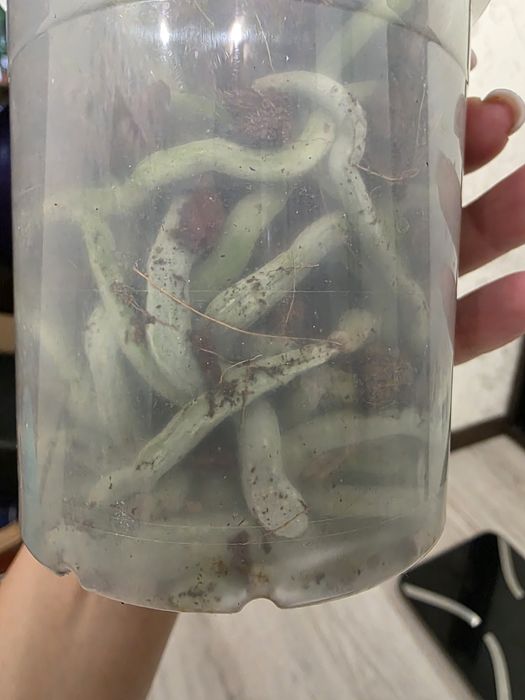 Шикарна Орхідея Пініф