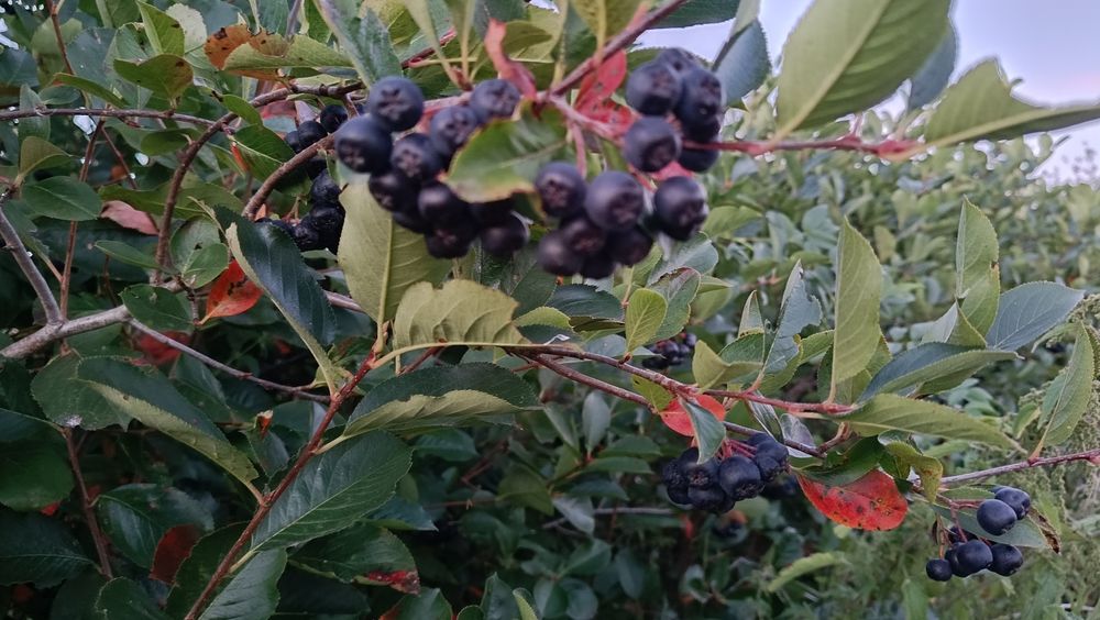 Aronia  z domowego ogródka