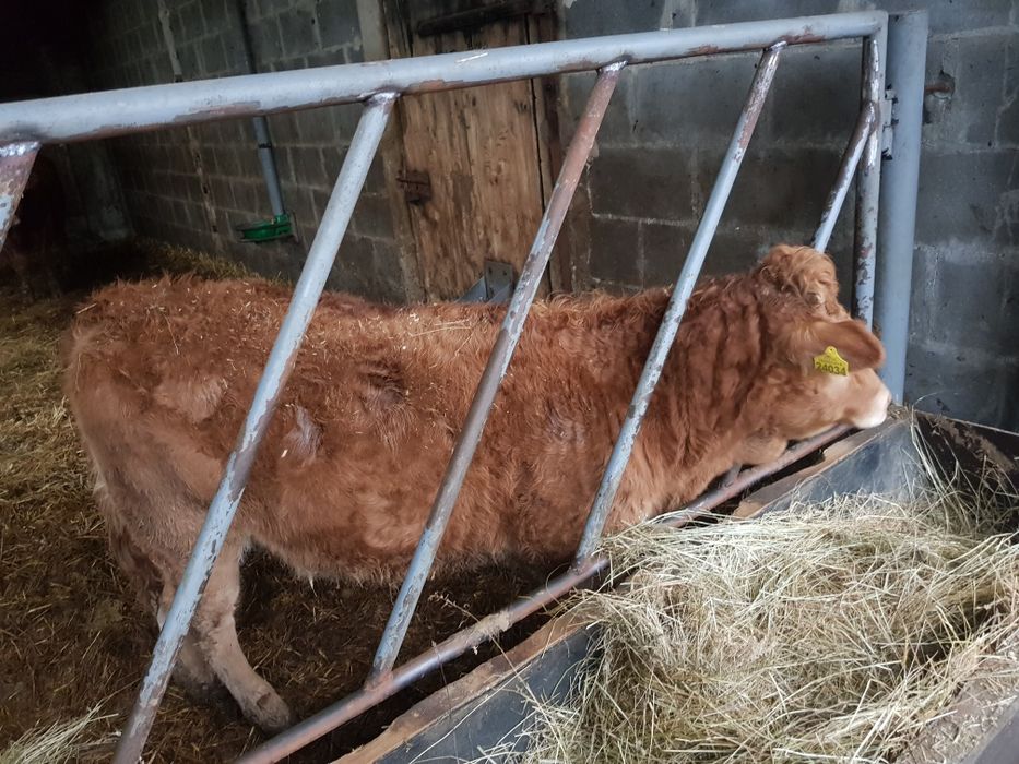 Bydło  Limousine 2szt.