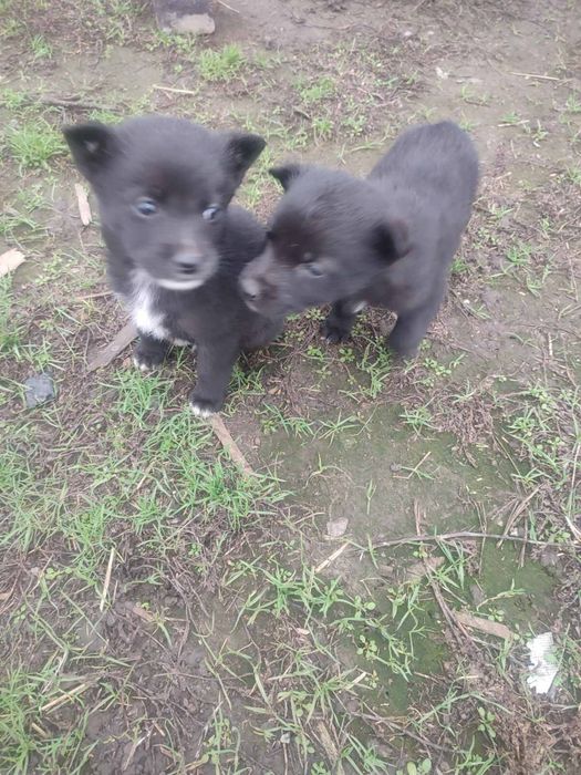 Щенка цуценя  собака