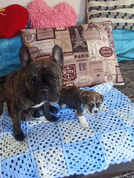 Продається дівчинка в добрі руки