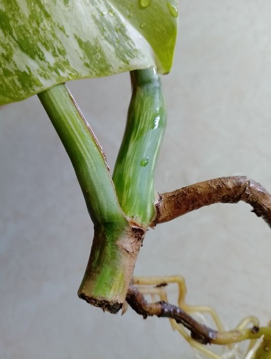 Sadzonka Monstera Variegata już  ukorzeniona Szczyt