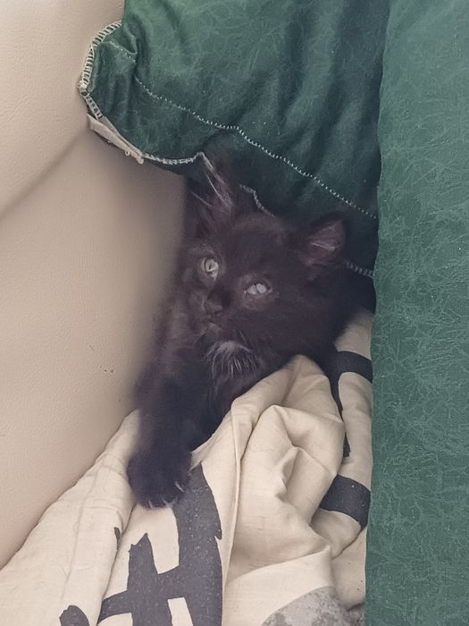 Gatinho preto com olhos azuis - 2 meses