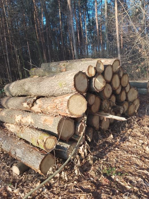 Dąb na deski tartaczne