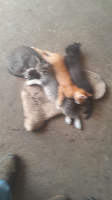 Gatinhos para Doação
