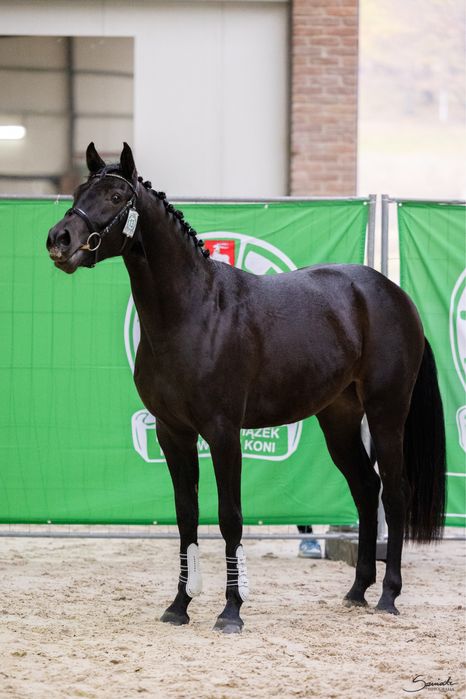 Quiet Wind urodziwa klacz