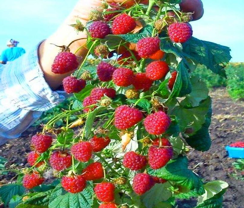 Ремонтантна малина з високою врожайністю та великими ягодами купити