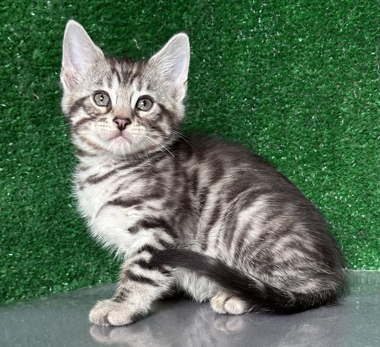 Три мальчика бенгала