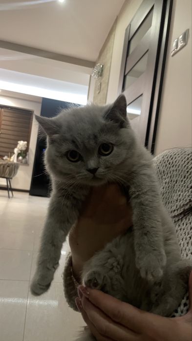 Kotki brytyjskie krótkowłose z rodowodem PZF/WCF