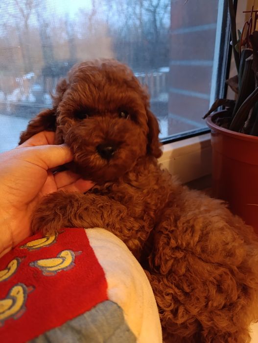 Пудель хлопчик Ред Браун 6 місяців