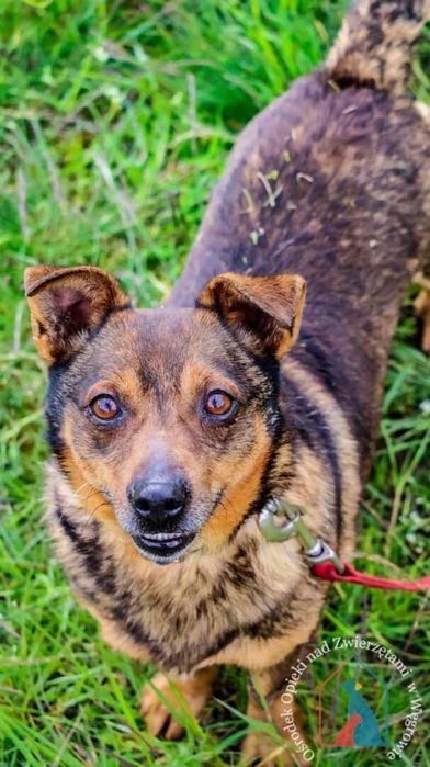 Waży tylko 9 kg i ma bardzo fajny charakter - adoptuj pupila