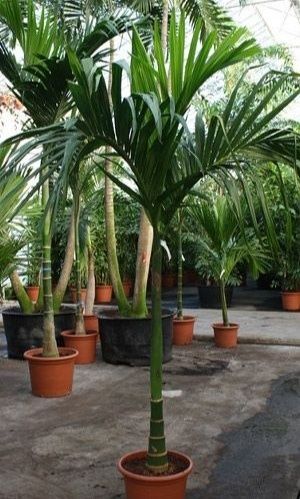 Areca catechu, Arequeira Palmeira-Bétel ou Noz-de-Bétel