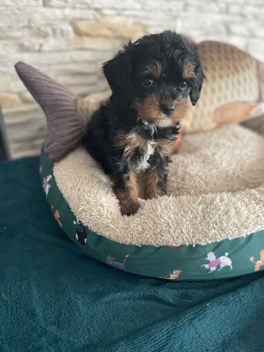 Cavapoo śliczny samiec tricolor cavalier pudel
