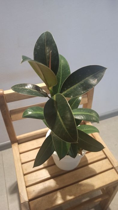 Фікус 35см вкорінений
