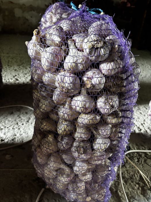 Продам часник оптом