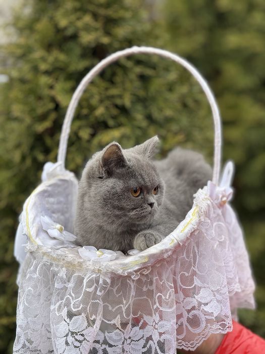 Шикарная кошечка в плюшевой шубке