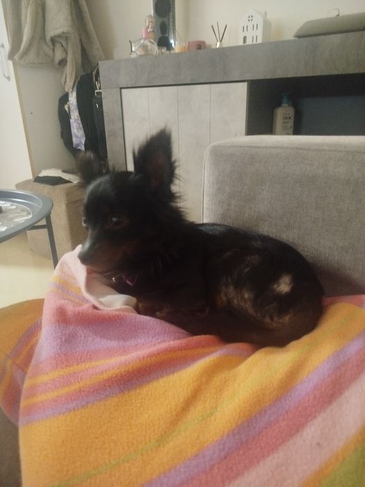 Chihuahua lindíssima