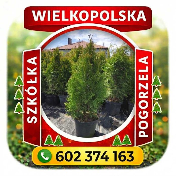 Tuja Szmaragd 70-100cm 20-30cm PROMOCJA !!! Sosna Świerk Brabant