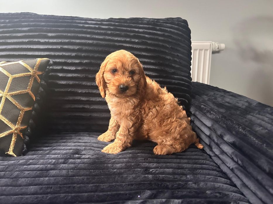 Cockapoo.cocker spaniel angielski..pudel