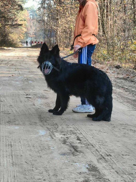 Psy rasy owczarek niemiecki długowłosy