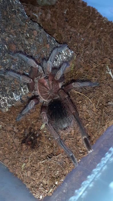 Pamphobeteus sp machala samiec / samica