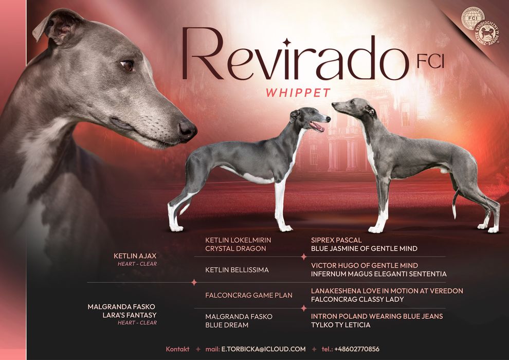 Whippet Chart angielski  Revirado FCI