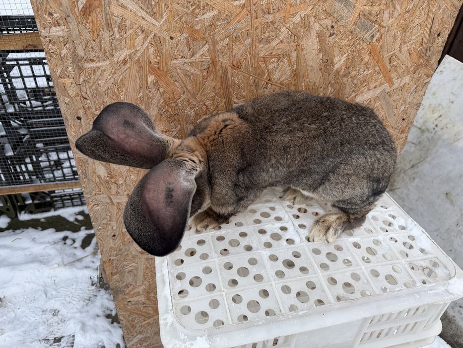 Królik belgijski z rodowodem samiec