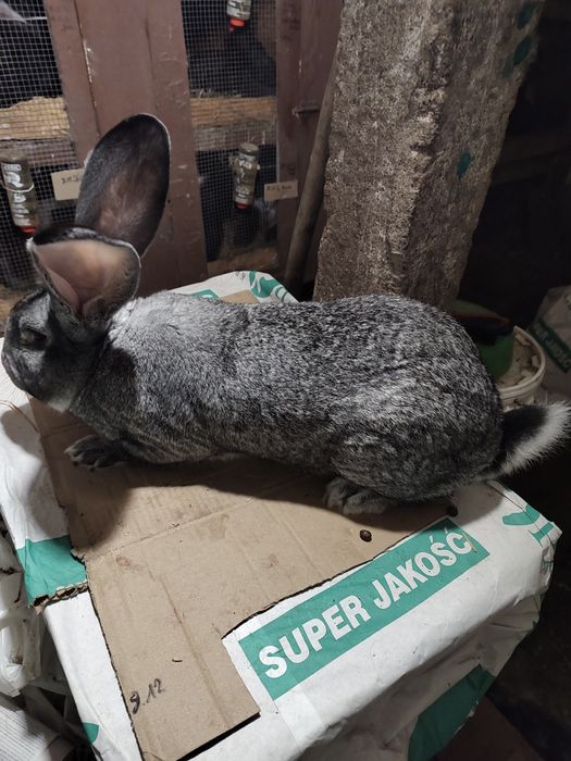 Olbrzym belgijski SZYNSZYLOWY