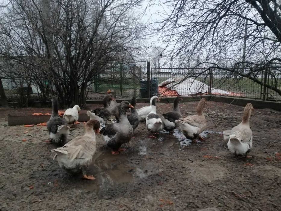 Sprzedam kury gęsi perliczki
