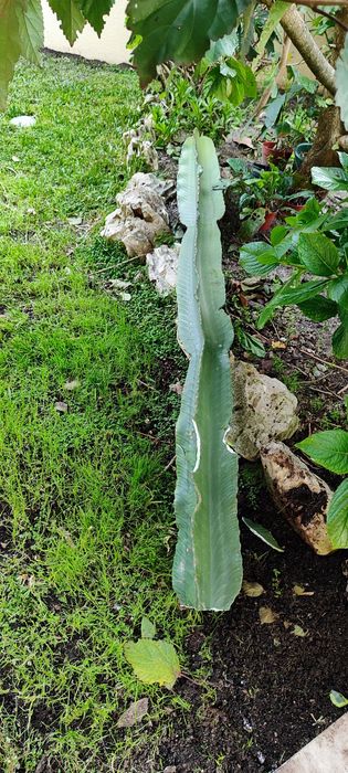 Catos vários tamanhos