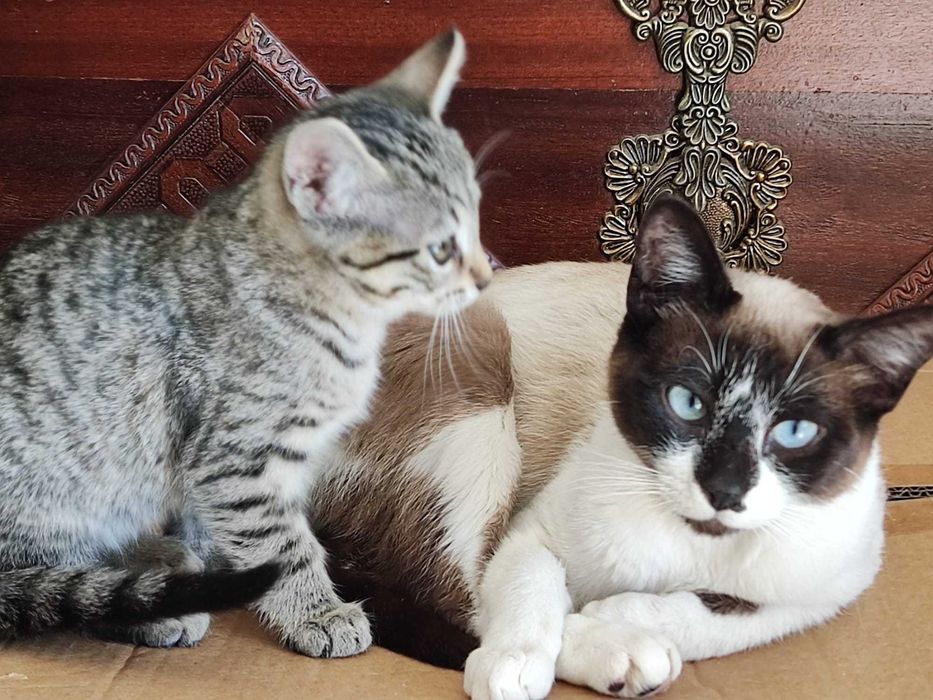 Gatinha esterilizada com chip e com filhote de dois meses para adoção