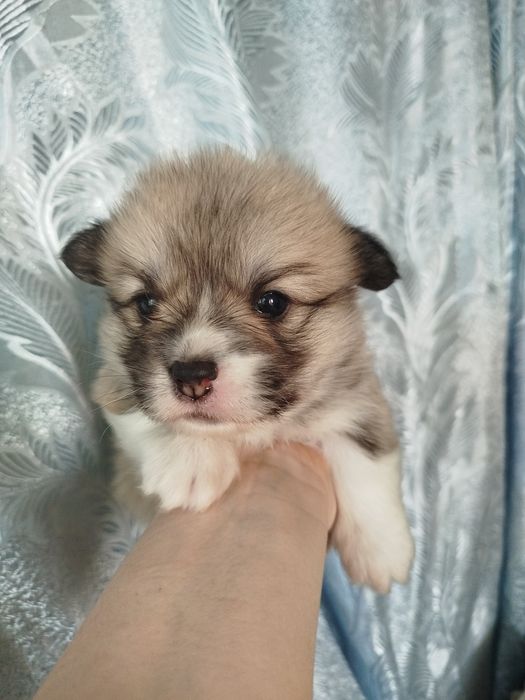 Вельш коргі ремрок