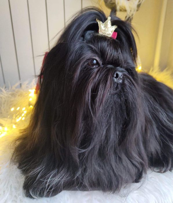 Czarny Shih-Tzu, reproduktor. Zkwp FCI. Import Rosja.