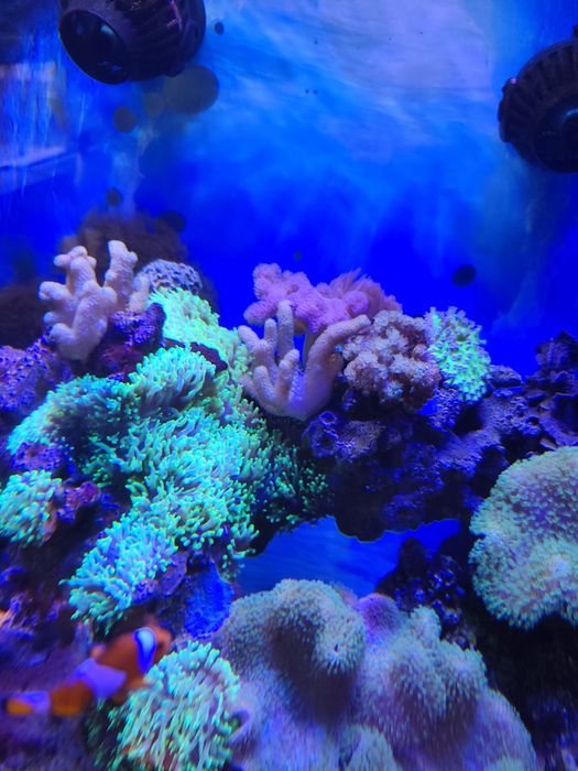 Akwarium morskie sprzedam