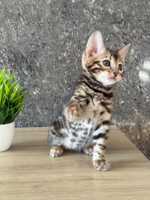 Бенгали клубні кошенята