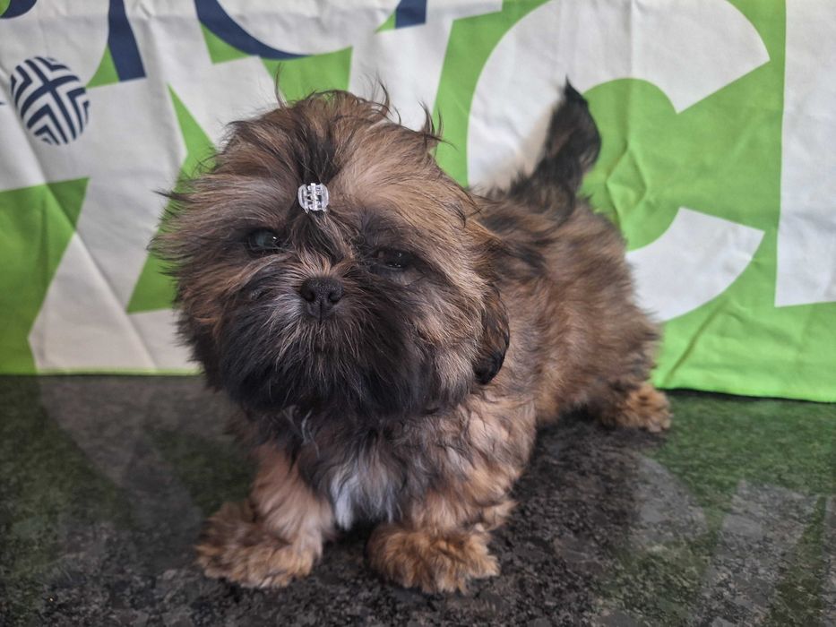 Shih Tzu sunia bez przepukliny