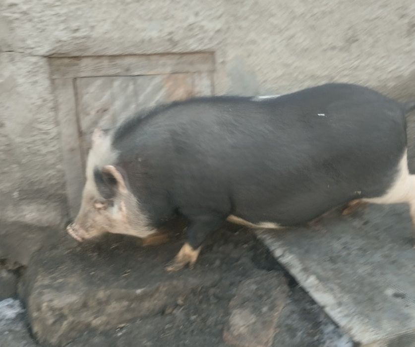 Продам Вьетнамську льошку.